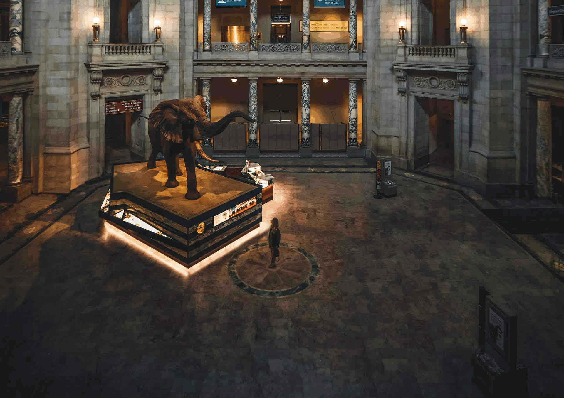 Museum at night time. Exhibition with elephant/mammooth