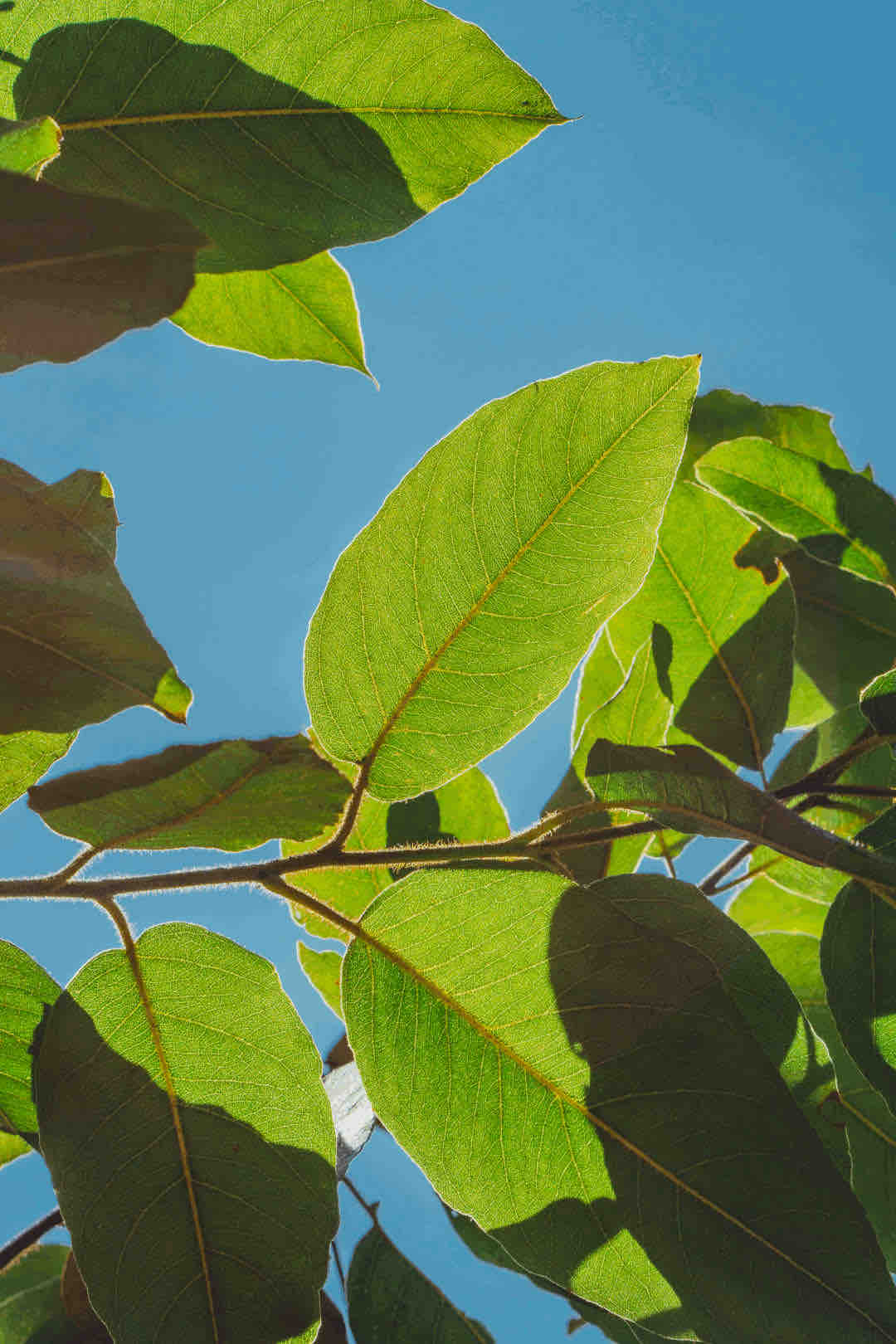 Green leafes under blue sky