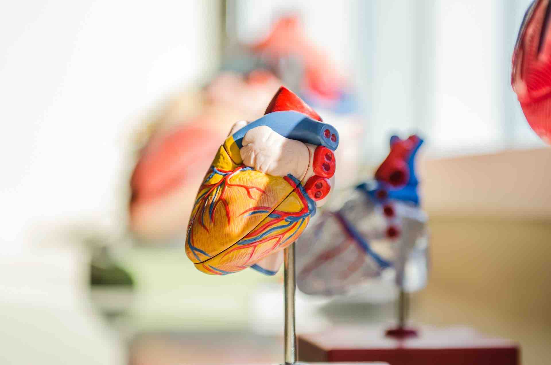 Model of the heart