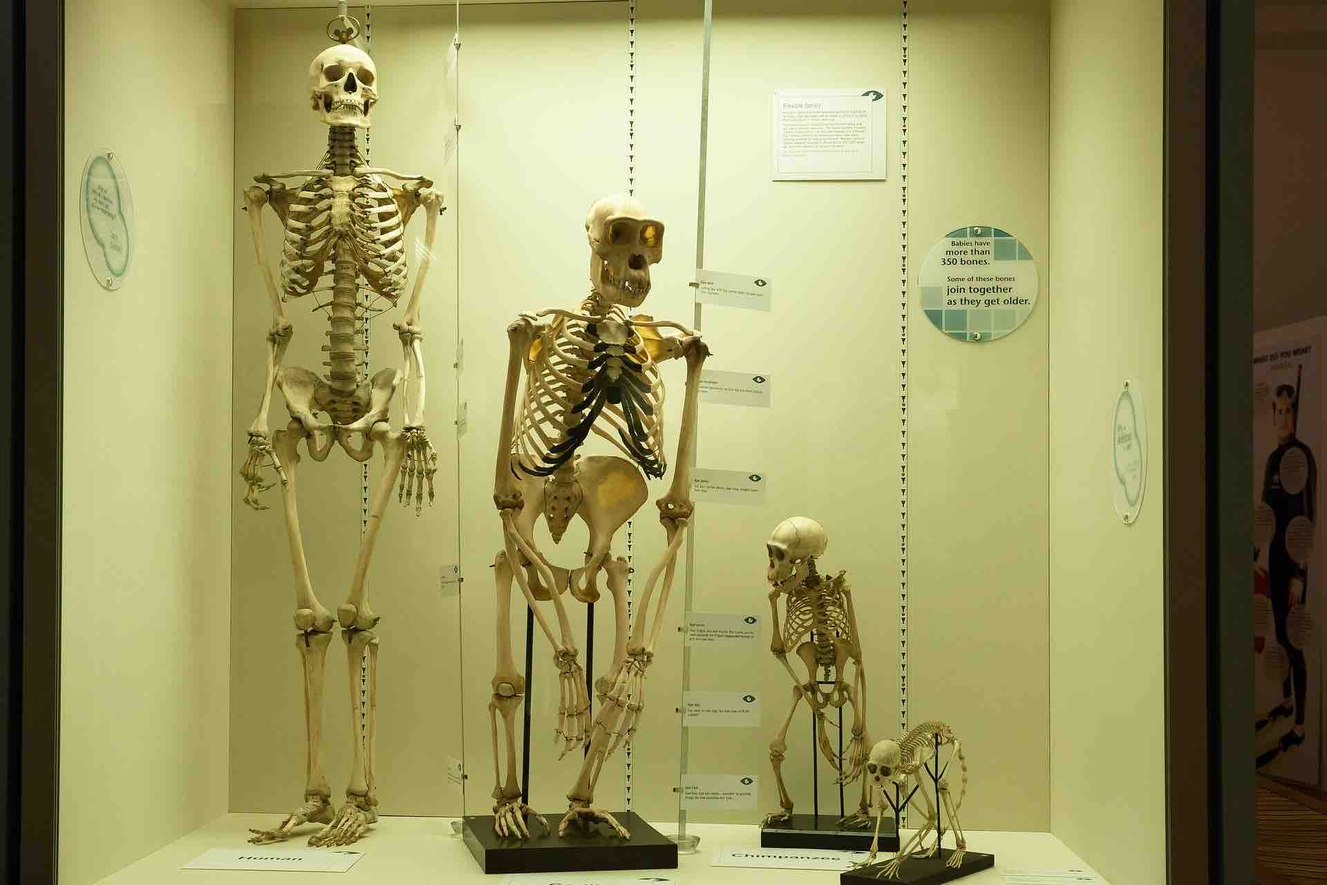 Skeletons representing the steps of evolution for humans.