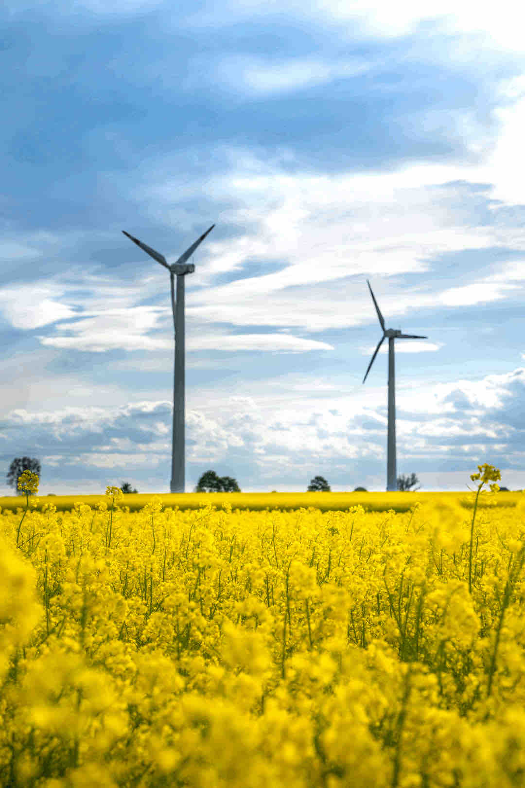 Wind mills at a field of yellow grain plants