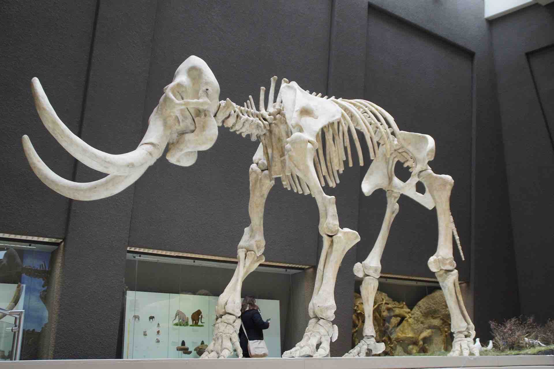 Skeleton of Woolly the Mammooth